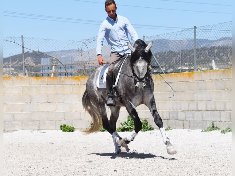 Lusitano Gelding 3 years 15,2 hh Grey in Provinz Granada