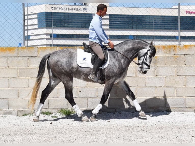 Lusitano Gelding 3 years 15,2 hh Grey in Provinz Granada