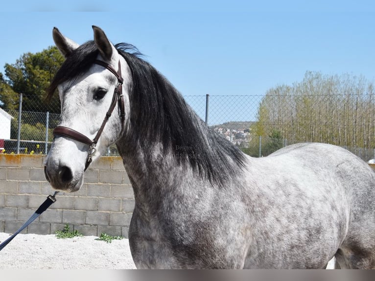 Lusitano Gelding 3 years 15,2 hh Grey in Provinz Granada