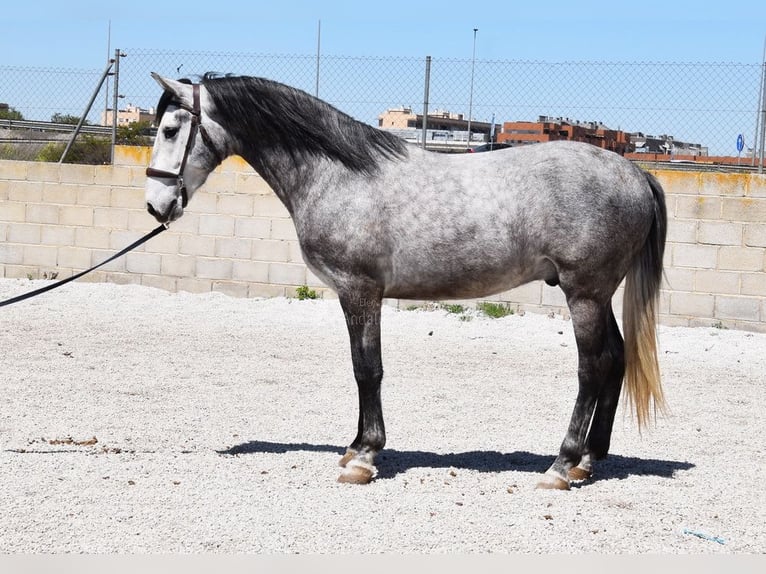 Lusitano Gelding 3 years 15,2 hh Grey in Provinz Granada