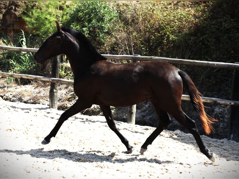 Lusitano Gelding 3 years 16 hh Black in Ribamar