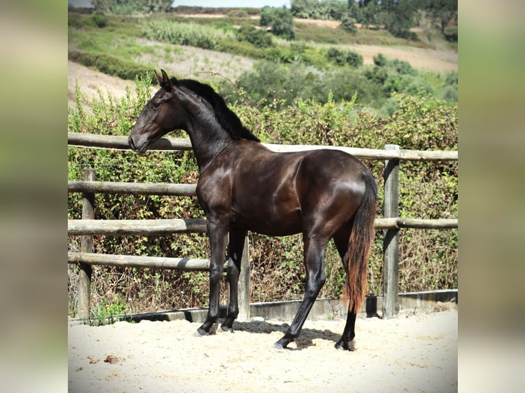 Lusitano Gelding 3 years 16 hh Black in Ribamar