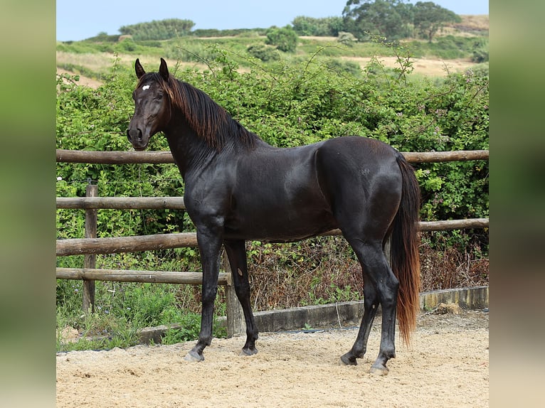 Lusitano Gelding 3 years 16 hh Black in Ribamar