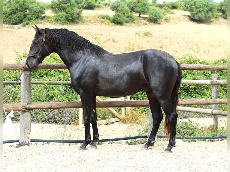 Lusitano Gelding 3 years 16 hh Black in Ribamar