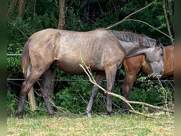 Lusitano Gelding 3 years 16 hh Can be white in Rudelzhausen