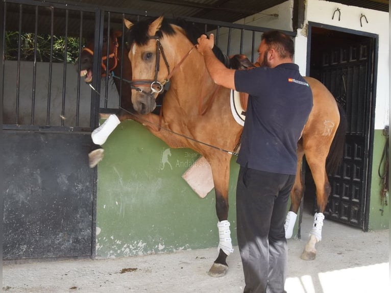 Lusitano Gelding 3 years 16 hh Dun in Provinz Malaga