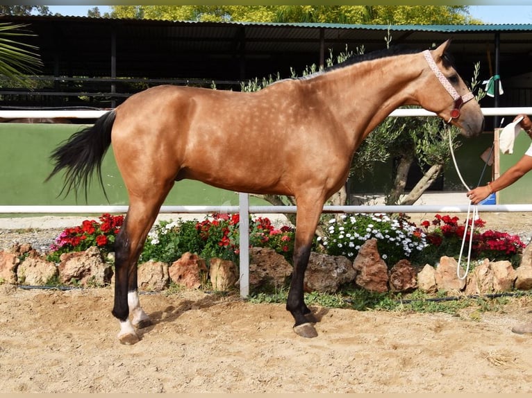 Lusitano Gelding 3 years 16 hh Dun in Provinz Malaga