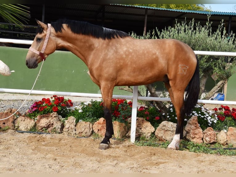 Lusitano Gelding 3 years 16 hh Dun in Provinz Malaga