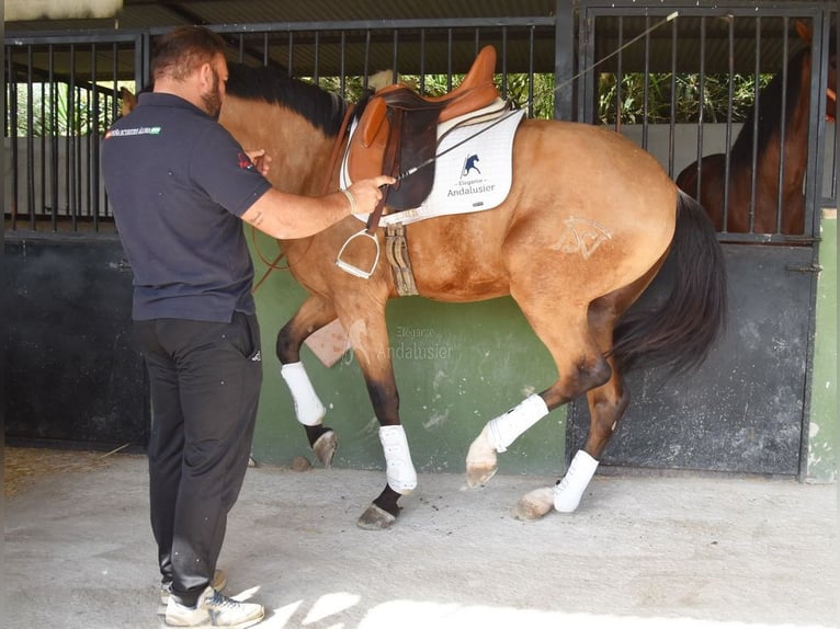 Lusitano Gelding 3 years 16 hh Dun in Provinz Malaga