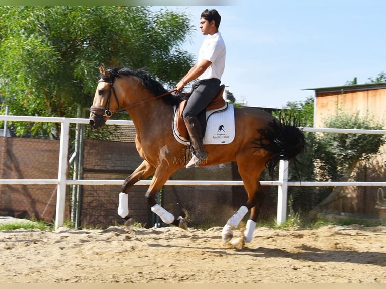 Lusitano Gelding 3 years 16 hh Dun in Provinz Malaga