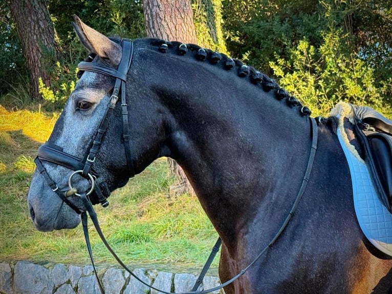 Lusitano Gelding 3 years 16 hh Grey in Navas Del Madroño