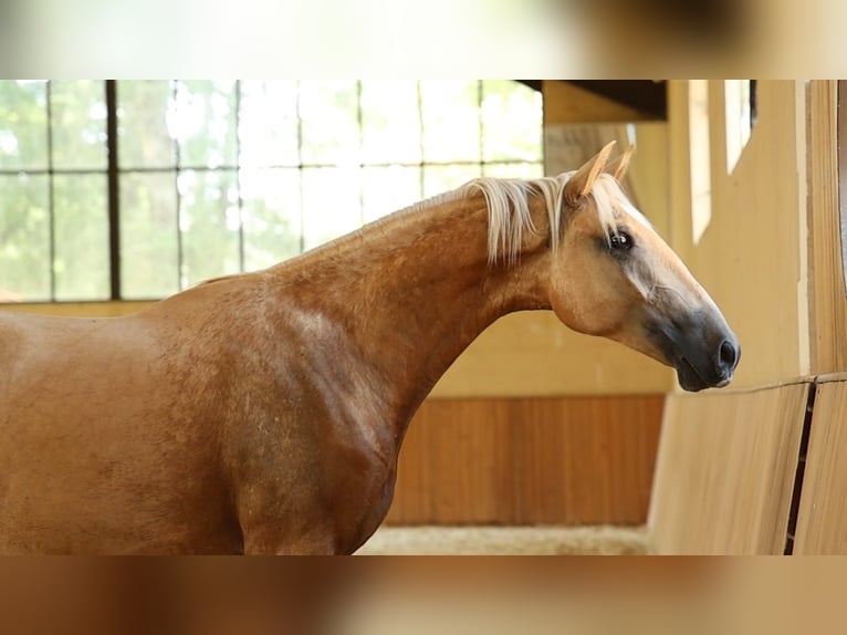 Lusitano Gelding 3 years 16 hh Palomino in Chartente