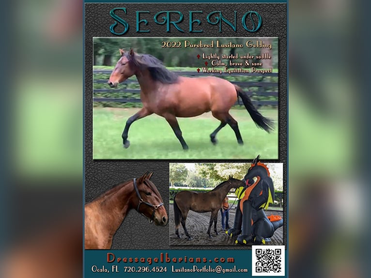 Lusitano Gelding 3 years Bay in Ocala, FL