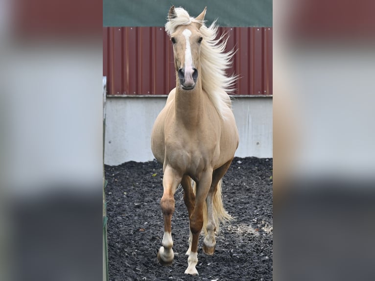 Lusitano Mix Gelding 3 years in Küssaberg