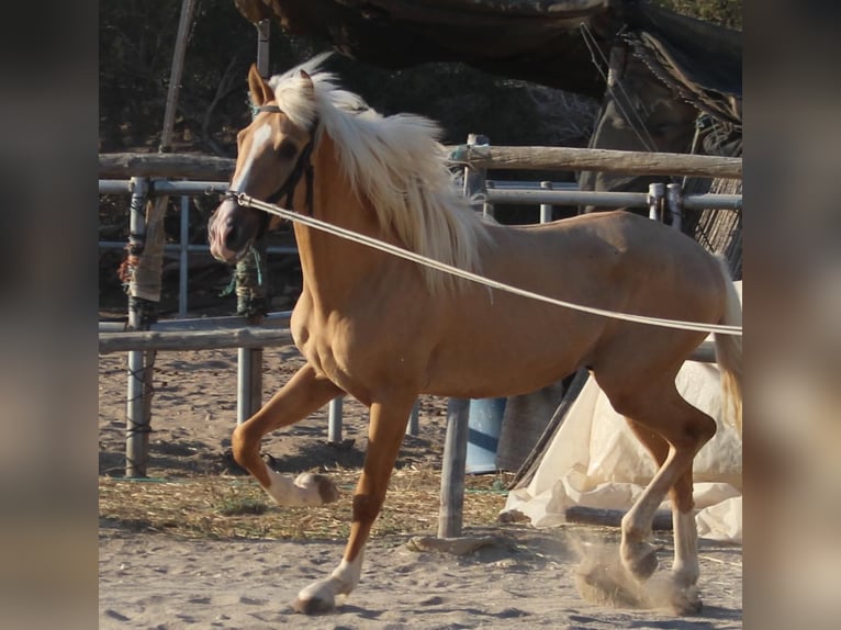 Lusitano Mix Gelding 3 years in Küssaberg