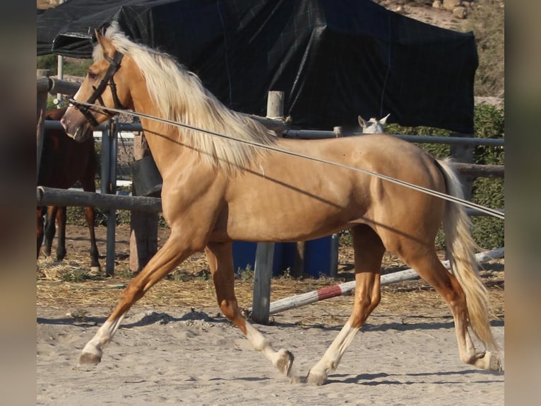 Lusitano Mix Gelding 3 years in Küssaberg