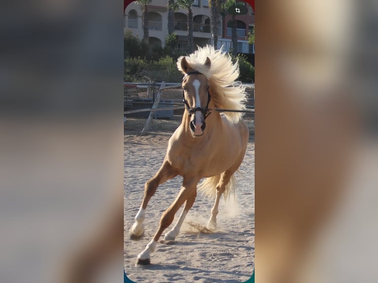 Lusitano Mix Gelding 3 years in Küssaberg