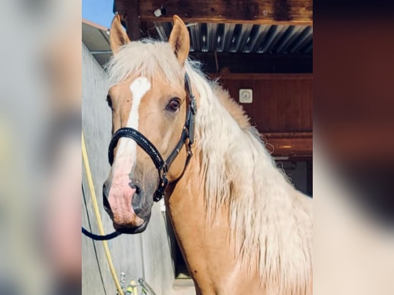 Lusitano Mix Gelding 3 years in Küssaberg