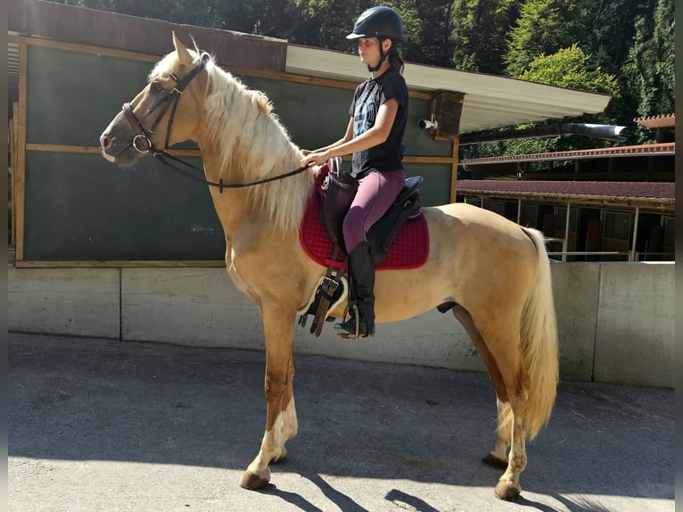 Lusitano Mix Gelding 3 years in Küssaberg