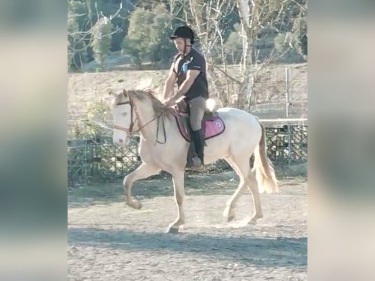 Lusitano Gelding 4 years 14,2 hh Cremello in Banyoles