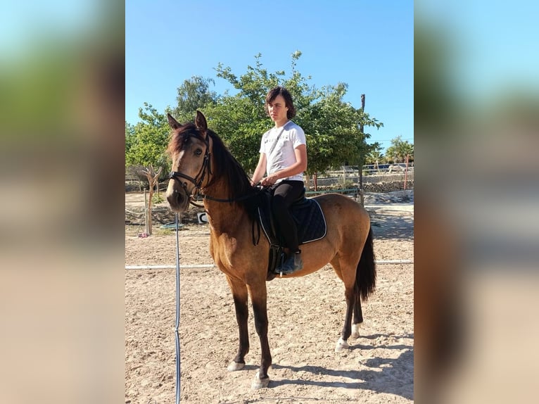 Lusitano Gelding 4 years 14,1 hh Dun in Calpe
