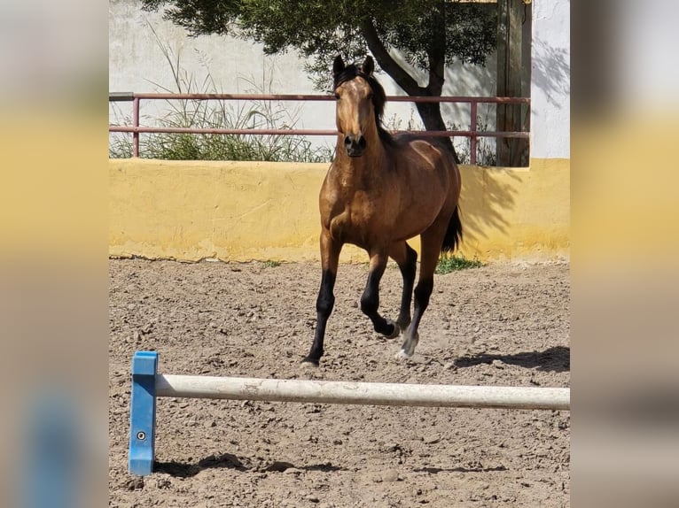 Lusitano Gelding 4 years 14,1 hh Dun in Calpe