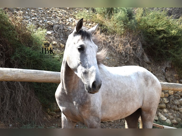 Lusitano Mix Gelding 4 years 14,3 hh Grey in Tabernas Almeria