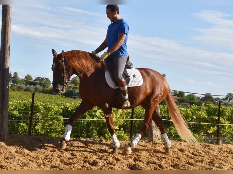 Lusitano Gelding 4 years 15.1 hh Chestnut-Red in Provinz Cordoba