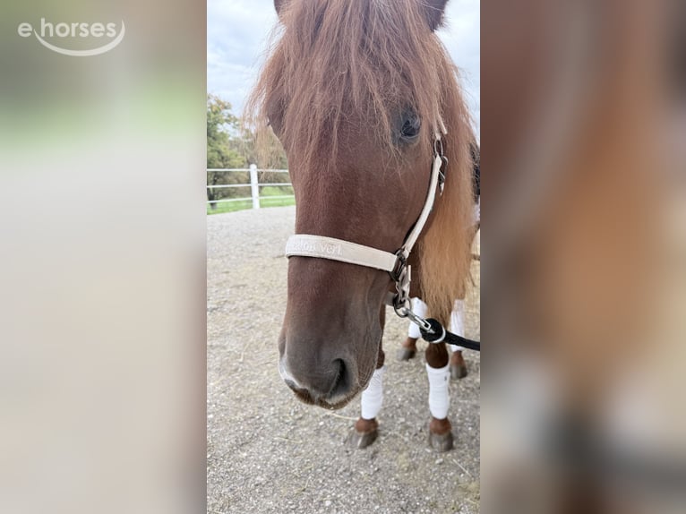 Lusitano Gelding 4 years 15.1 hh Chestnut in Koppl