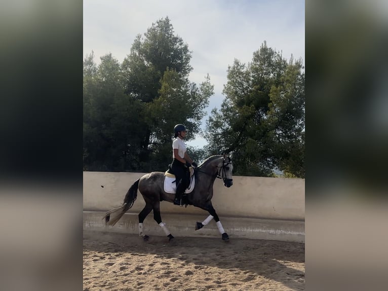 Lusitano Gelding 4 years 15.1 hh Grey-Dapple in Devesa