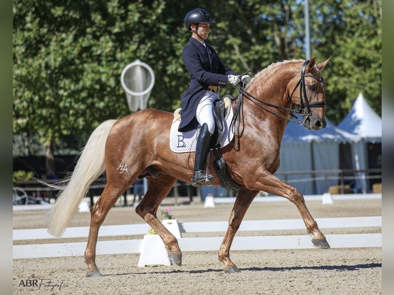 Lusitano Gelding 4 years 15,1 hh Palomino in Ribamar