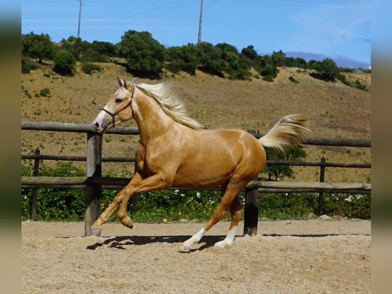 Lusitano Gelding 4 years 15,1 hh Palomino in Ribamar