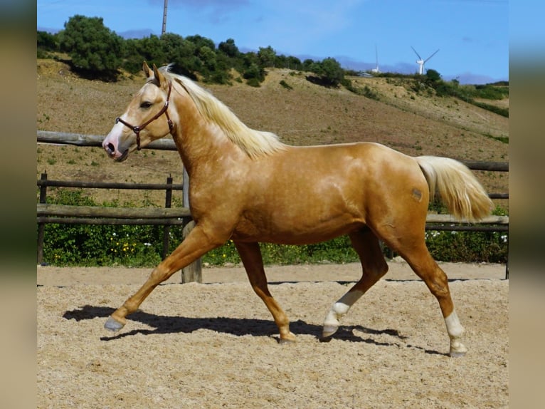 Lusitano Gelding 4 years 15,1 hh Palomino in Ribamar