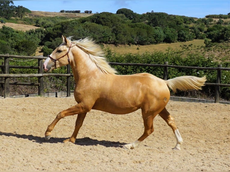 Lusitano Gelding 4 years 15,1 hh Palomino in Ribamar