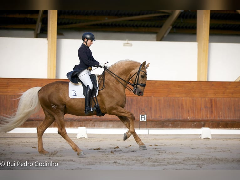 Lusitano Gelding 4 years 15,1 hh Palomino in Ribamar