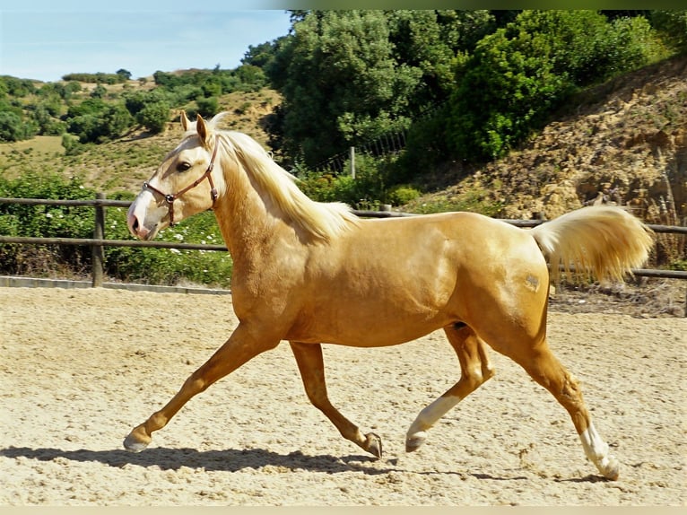 Lusitano Gelding 4 years 15,1 hh Palomino in Ribamar