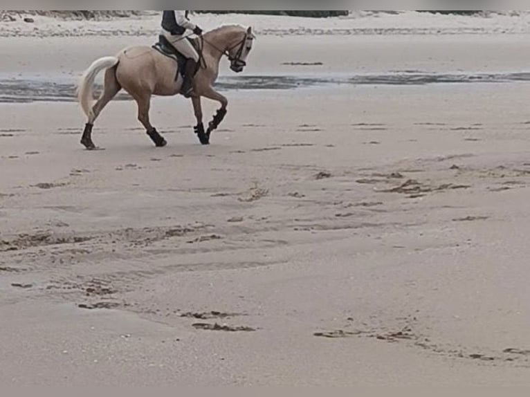 Lusitano Gelding 4 years 15.1 hh Palomino in Santiago de compostela
