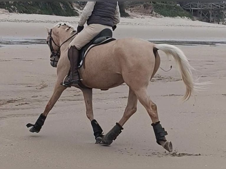 Lusitano Gelding 4 years 15.1 hh Palomino in Santiago de compostela