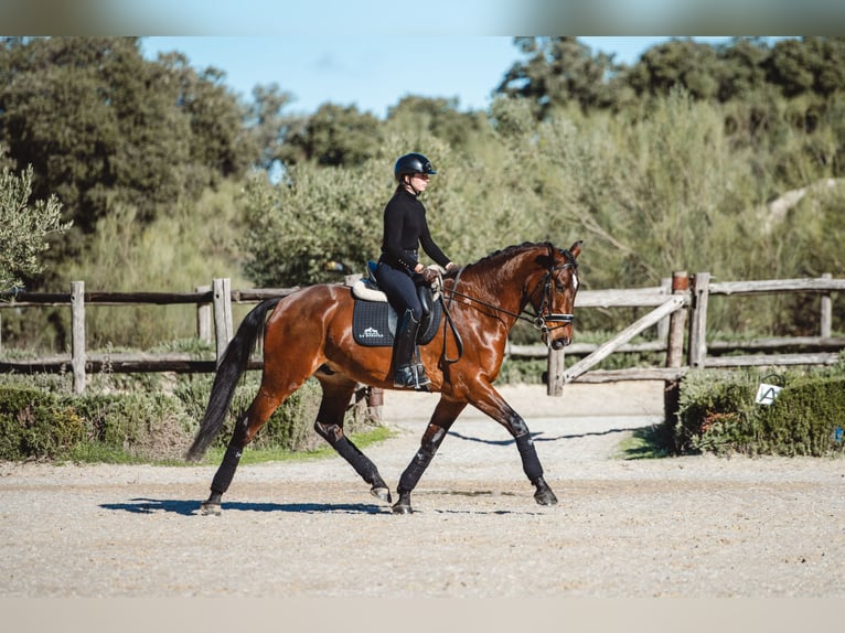 Lusitano Gelding 4 years 15.2 hh Bay-Dark in Montecorto