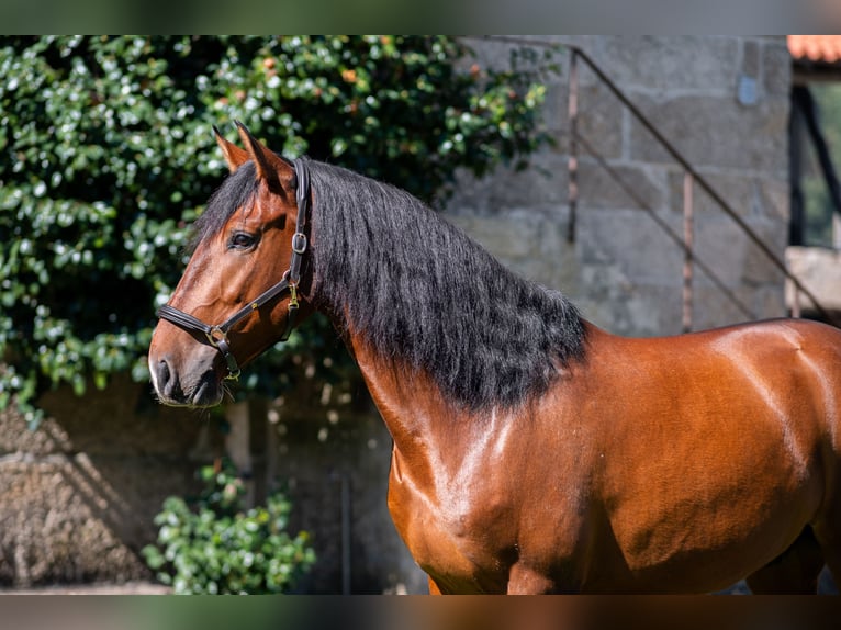 Lusitano Gelding 4 years 15.2 hh Brown in Guimarães