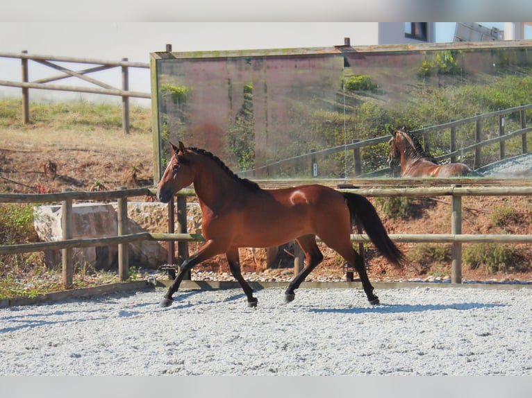 Lusitano Gelding 4 years 15.2 hh Brown in Lissabon