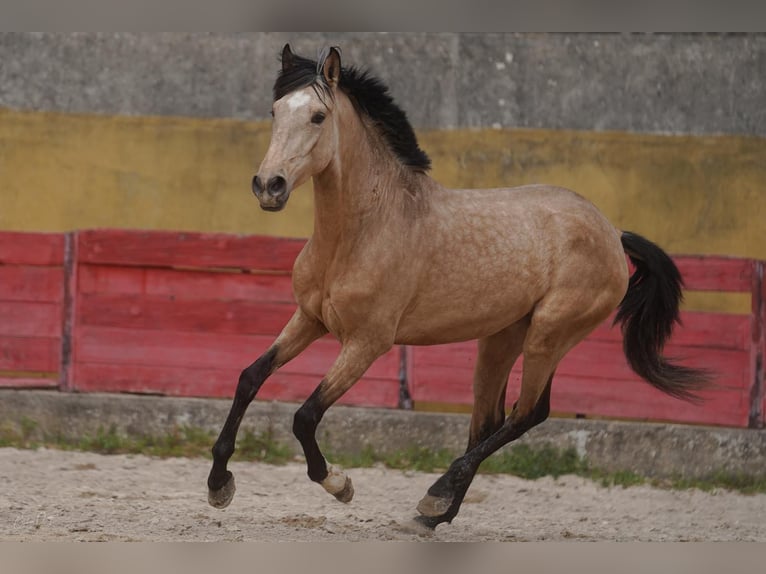 Lusitano Gelding 4 years 15,2 hh Buckskin in Rio Maior