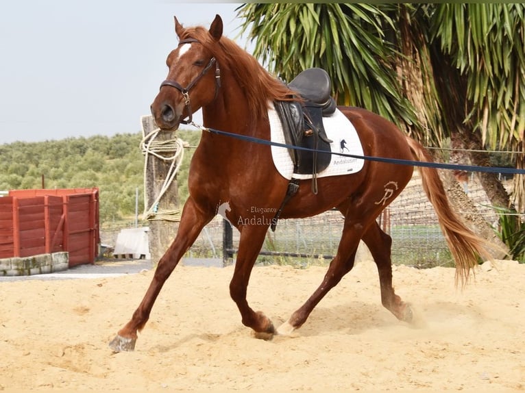 Lusitano Gelding 4 years 15.2 hh Chestnut-Red in Provinz Cordoba