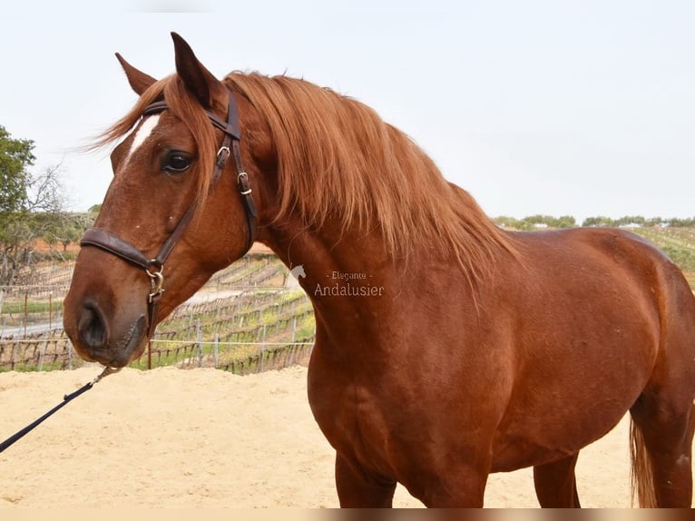Lusitano Gelding 4 years 15.2 hh Chestnut-Red in Provinz Cordoba