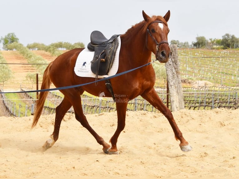 Lusitano Gelding 4 years 15.2 hh Chestnut-Red in Provinz Cordoba