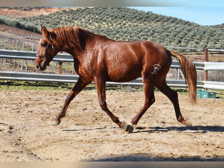 Lusitano Gelding 4 years 15.2 hh Chestnut-Red in Provinz Cordoba