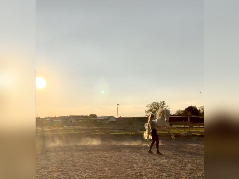 Lusitano Gelding 4 years 15.2 hh Cremello in Gimbsheim