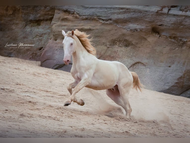 Lusitano Gelding 4 years 15.2 hh Cremello in RIO MAIOR