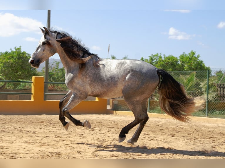 Lusitano Mix Gelding 4 years 15,2 hh Gray in Alicante