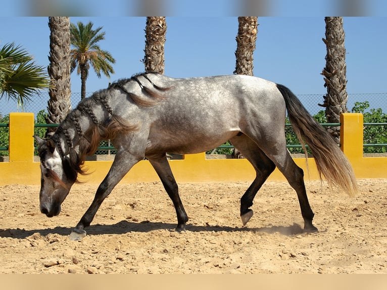 Lusitano Mix Gelding 4 years 15,2 hh Gray in Alicante